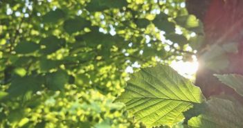 Absonnig: Definition, Beispiele, Pflanzen (Foto: AdobeStock - blaustern fotografie 388459101)