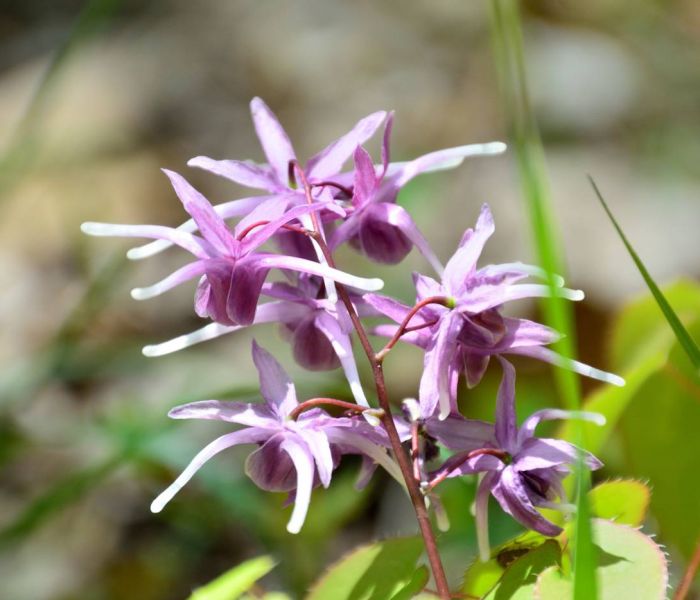 Halbsonnige Standorte sind ideal für das Wachstum der Elfenblume. (Foto: AdobeStock - askaflight 408724646)