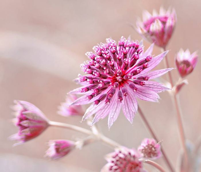 Sterndolden gedeihen besonders gut an abschattigen Plätzen. (Foto: AdobeStock - Iwona 441383234)