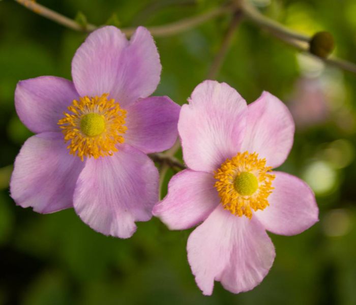 Herbst-Anemonen gedeihen am besten an absonnigen Standorten. (Foto: AdobeStock - Carla 375918866)